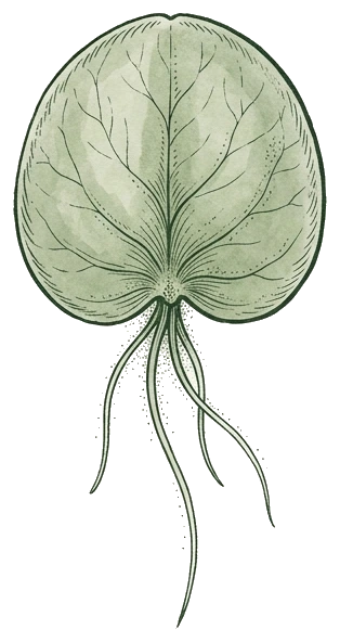 Botanical illustration of a Landoltia duckweed frond