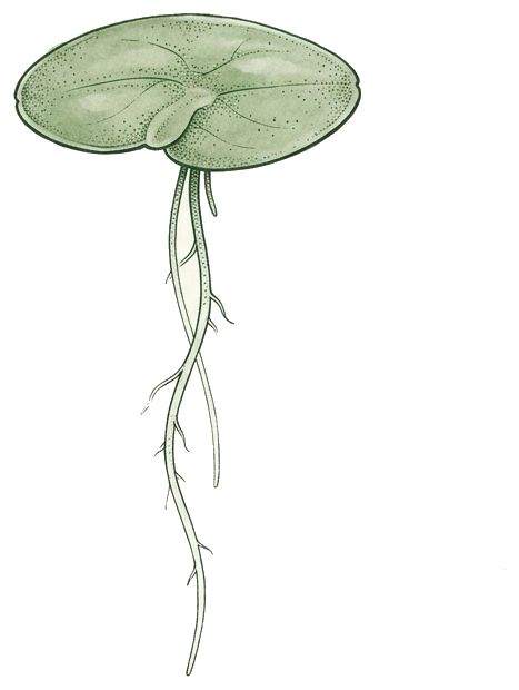 Botanical illustration of a Lemna duckweed frond