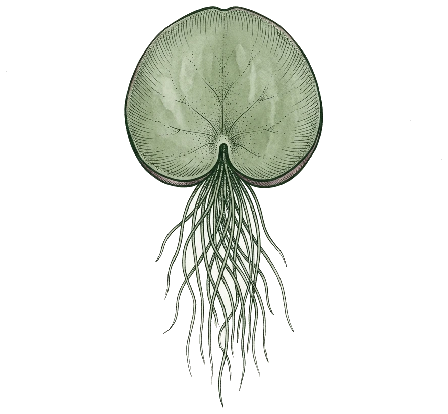 Botanical illustration of a Spirodela duckweed frond