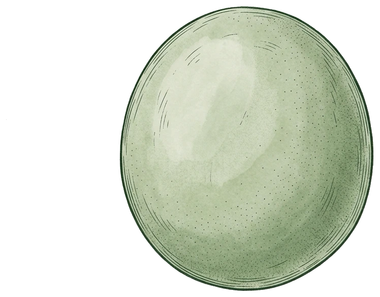 Botanical illustration of a Wolffia duckweed frond