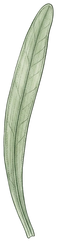 Botanical illustration of a Wolffiella duckweed frond